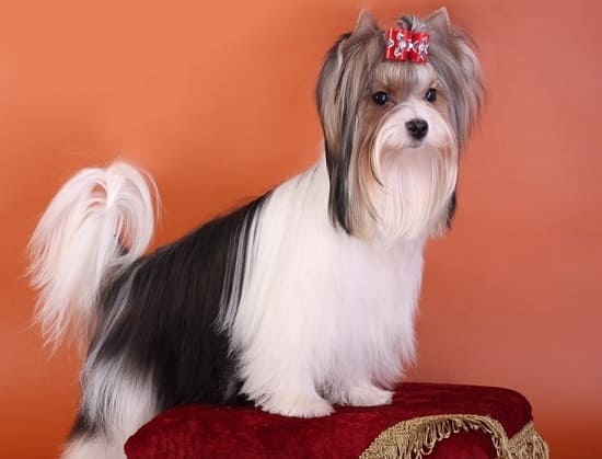 Бивер-терьер черно-белый Бивер-терьер черно-белый