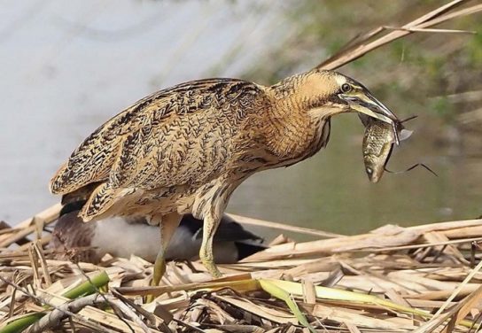 чем питается большая выпь