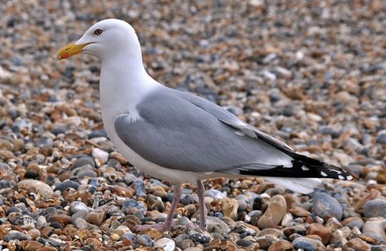 Какая птица ныряет глубже
