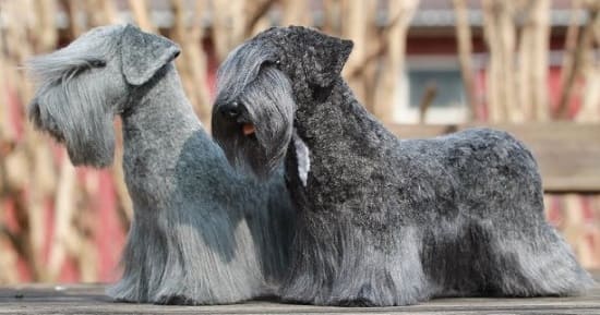 Чешские терьеры серо-голубого окраса Чешские терьеры серо-голубого окраса