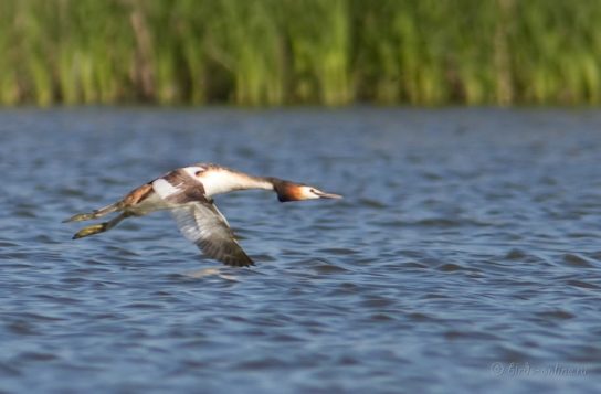 гагары в полете