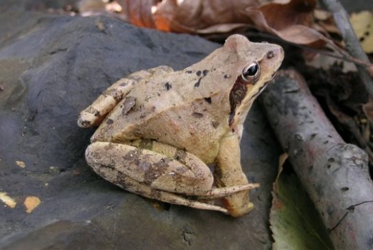 Животные Тайги