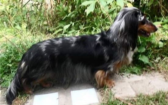 Длинношерстная кроличья такса окраса мерль Длинношерстная кроличья такса окраса мерль