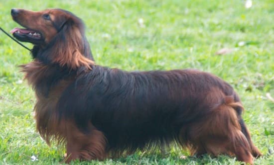 Длинношерстная такса Длинношерстная такса