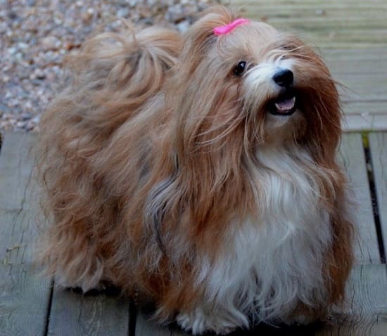 Гаванский Гаванский Гаванский Гаванский