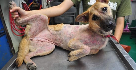 Генерализованный демодекоз у собаки на теле