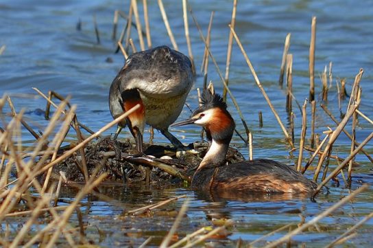 гагары в гнезде