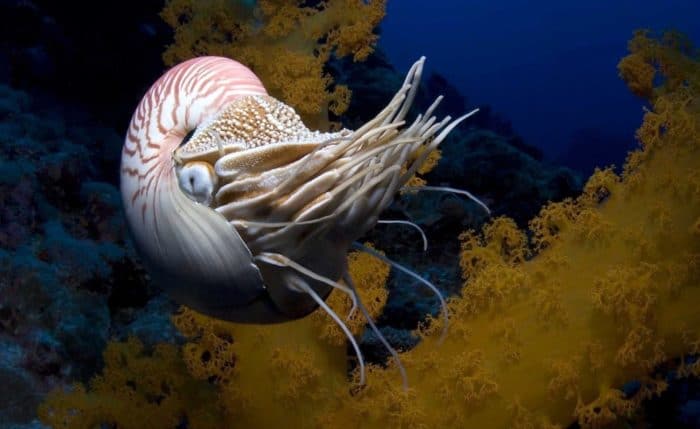 Кальмар всплеск