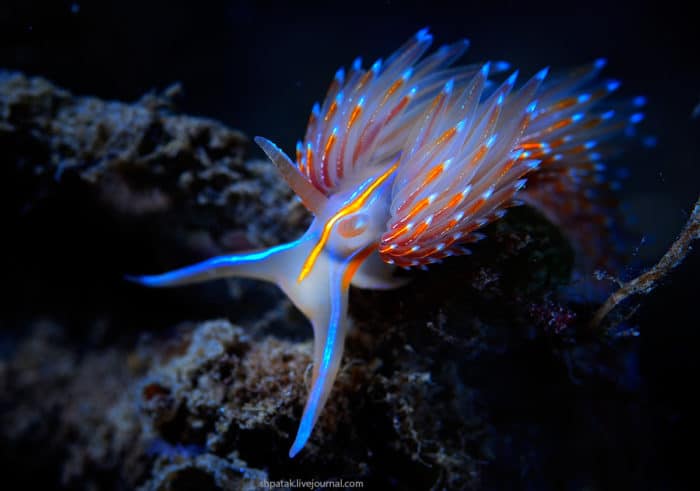 Голые ветки