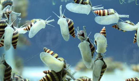 Молодь улиток Хелен