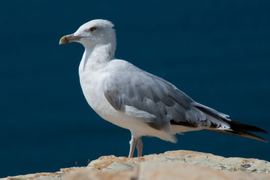 Какая птица ныряет глубже