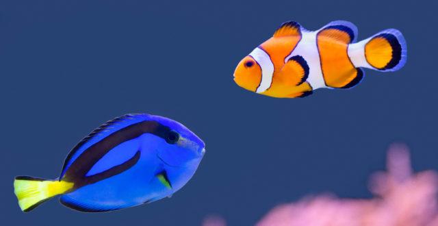 Рыба хирург и рыба клоун Рыба хирург и рыба клоун