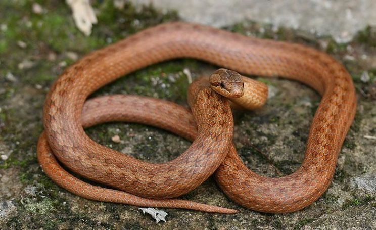 Ядовитая ли змея медянка или нет, опасен ли укус для человека