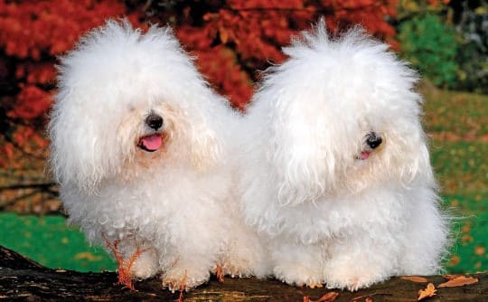 Итальянские охотничьи собаки Болоньезе Итальянские охотничьи собаки Болоньезе