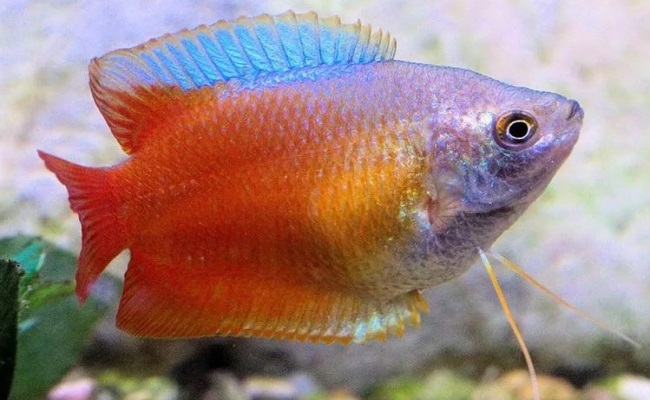 как выглядит лялиус