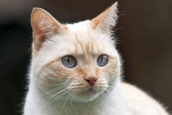 Тайская кошка: описание породы, правила ухода, характер, кормление