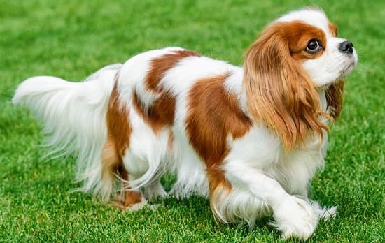 Кавалер-кинг-чарльз-спаниель бело-рыжего окраса Кавалер-кинг-чарльз-спаниель бело-рыжего окраса