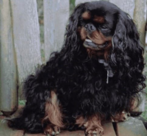 Кинг Чарльз спаниель черно-коричневый Кинг Чарльз спаниель черно-коричневый