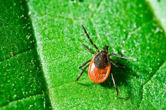 Животные Тайги