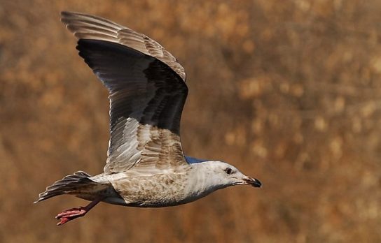 Какая птица ныряет глубже