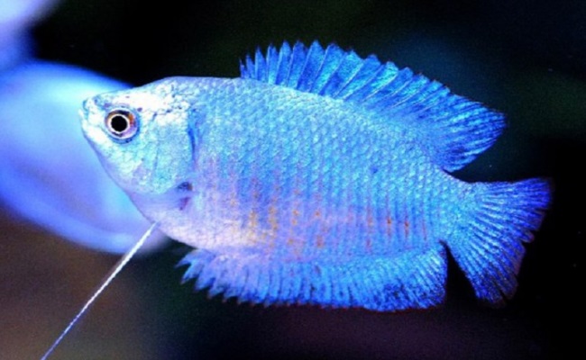 кобальтовый лялиус