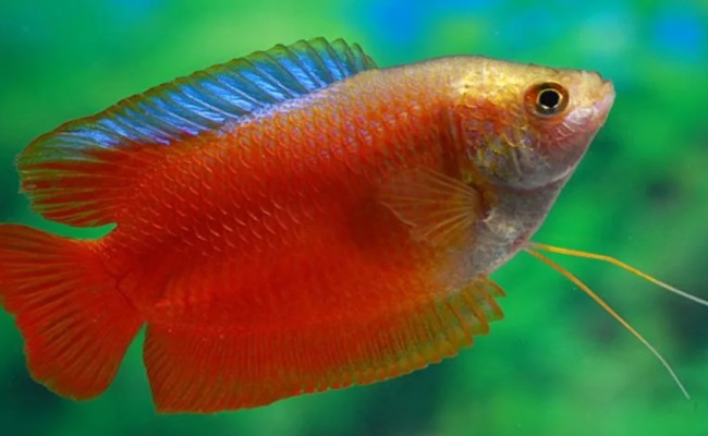 коралловый лялиус