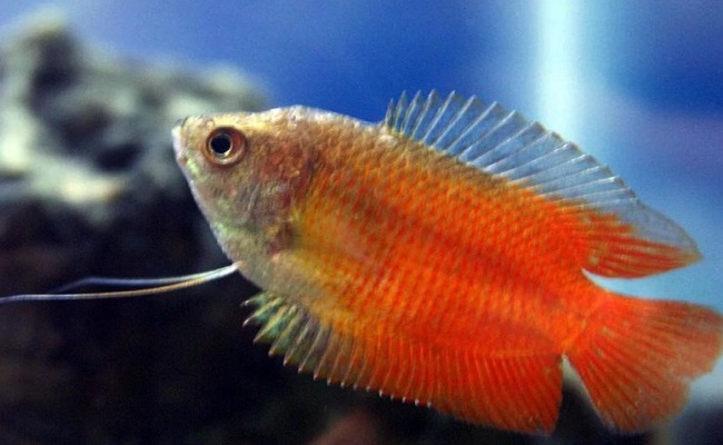 красный лялиус