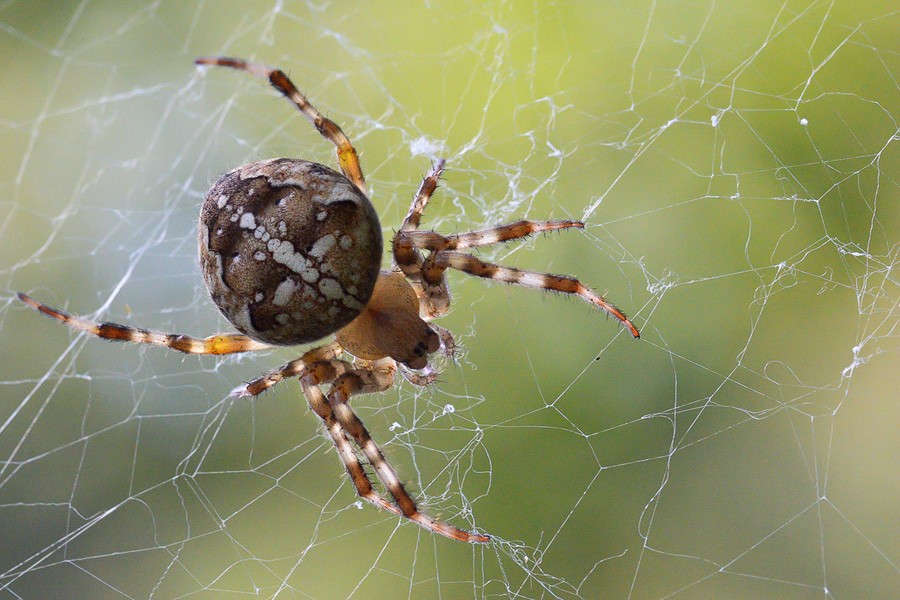 Крестовый паук в сети
