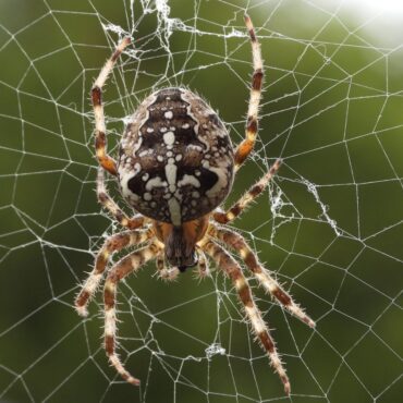 Крестовый паук