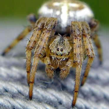 Крестовый паук