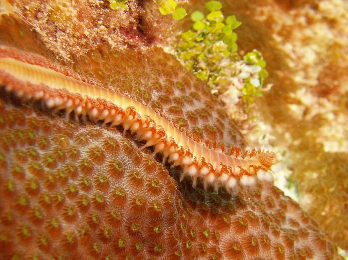 Лофотрохоза