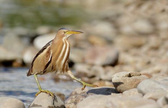 Растительный мир Африки: список редких представителей флоры и фауны, эндемики африканского континента