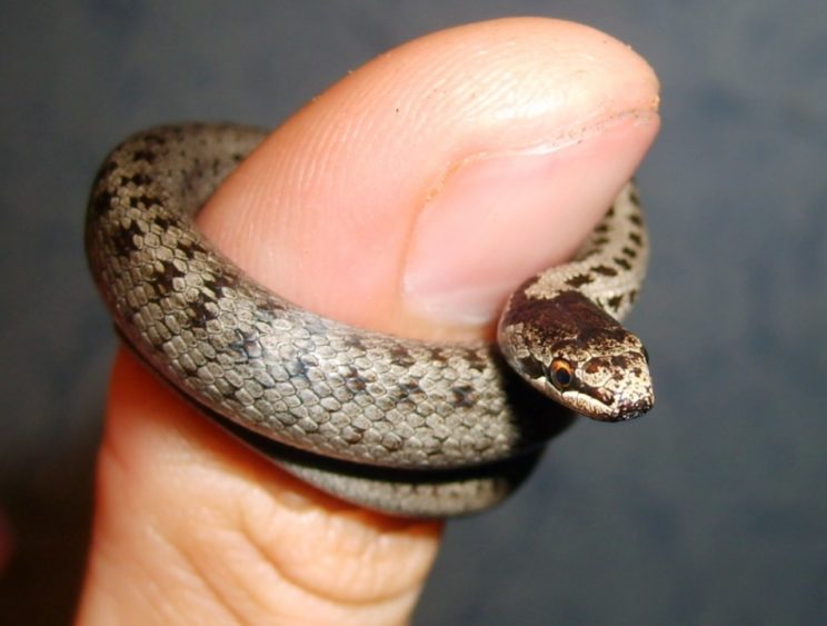 Ядовитая ли змея медянка или нет, опасен ли укус для человека