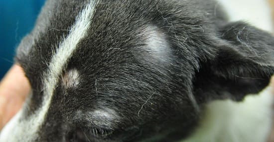 Начальные симптомы чешуйчатого демодекоза у собаки на голове