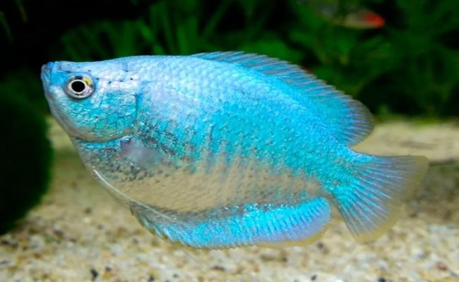 неоново-голубой лялиус