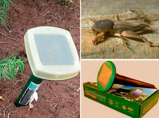 Вредитель медведка: как бороться с "подземным танком"