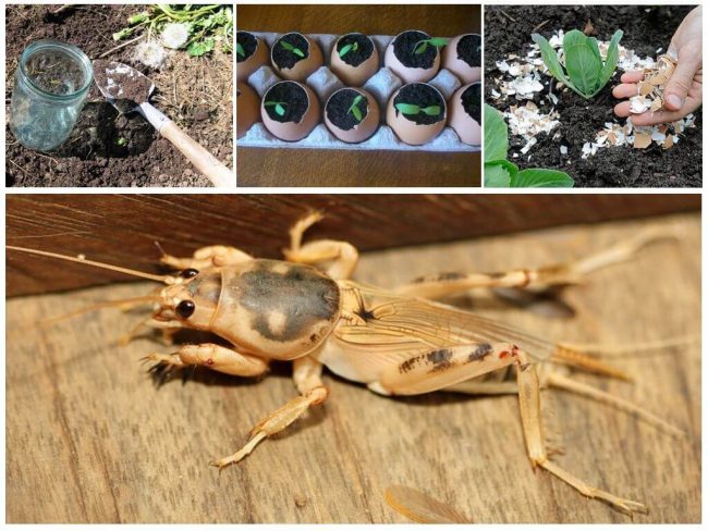 Вредитель медведка: как бороться с "подземным танком"