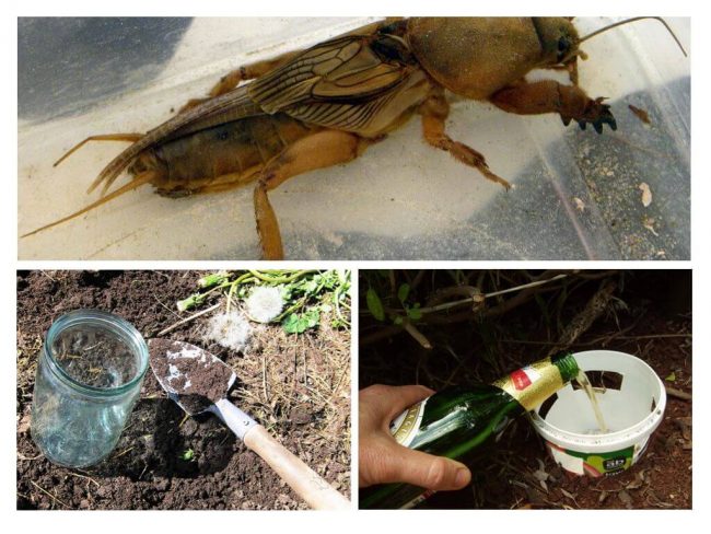 Вредитель медведка: как бороться с "подземным танком"