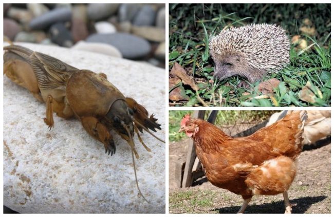 Вредитель медведка: как бороться с "подземным танком"