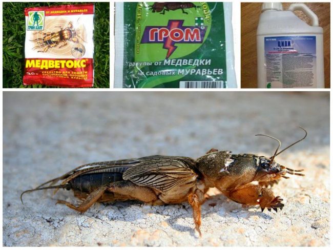 Вредитель медведка: как бороться с "подземным танком"