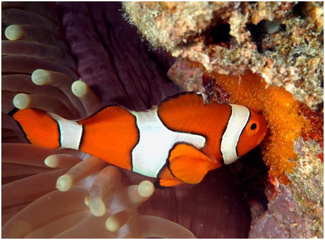 Клоун ухаживает за икрой Клоун ухаживает за икрой