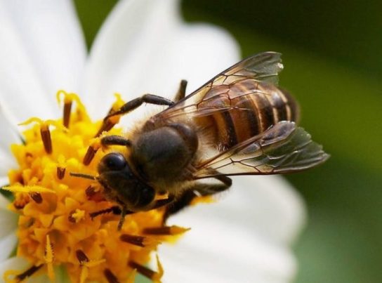 Животные Тайги