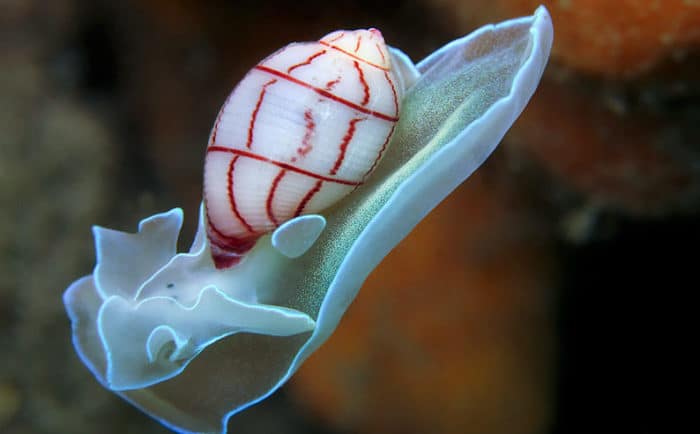 Переднежаберный