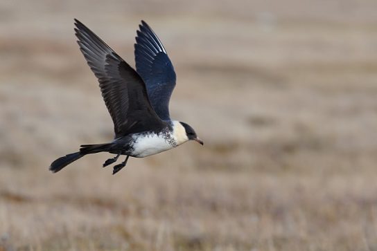 Какая птица ныряет глубже