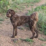 Лабрадудль серый