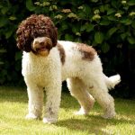 Лабрадудль двухцветный