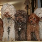 Лабрадудли