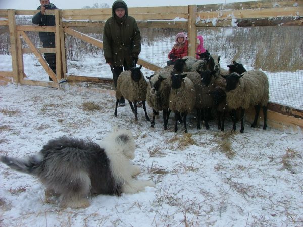 Бобтейл и овцы