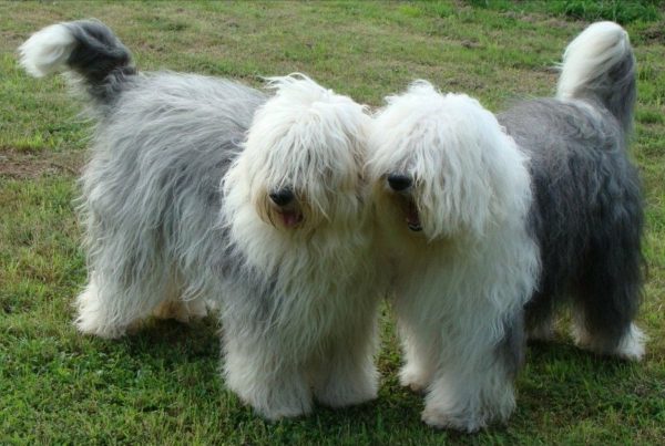 Два бобтейла