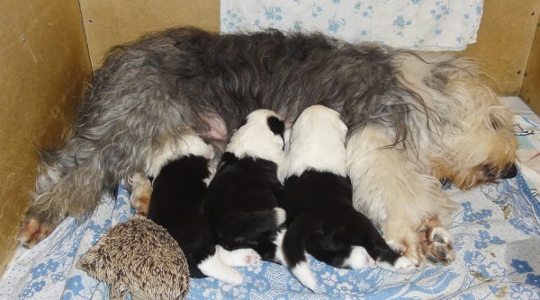 Щенки бобтейла